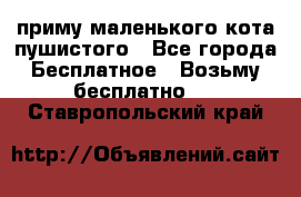 приму маленького кота пушистого - Все города Бесплатное » Возьму бесплатно   . Ставропольский край